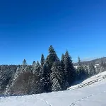 карпатська модринка 보로크타