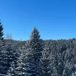 карпатська модринка