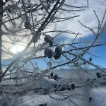 карпатська модринка 보로크타