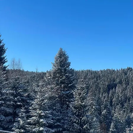 карпатська модринка