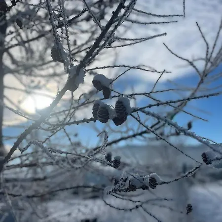 карпатська модринка Vorokhta