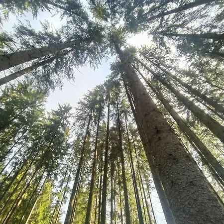 карпатська модринка Apartment *