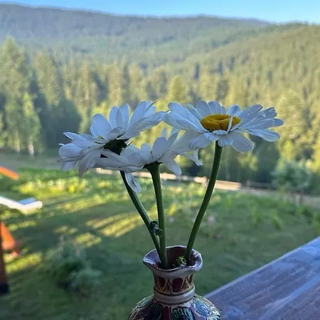 карпатська модринка ボロフタ