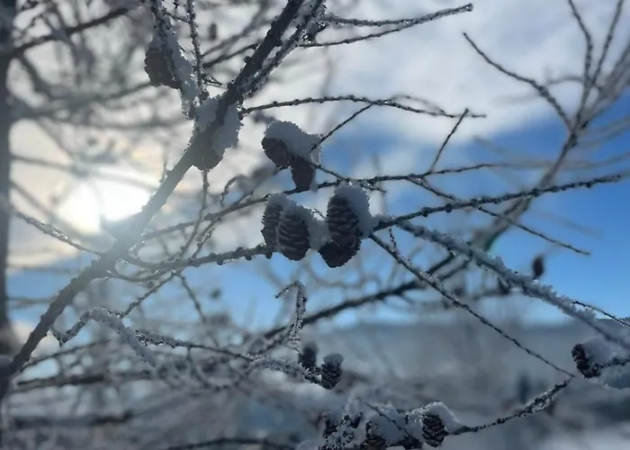 карпатська модринка Vorokhta