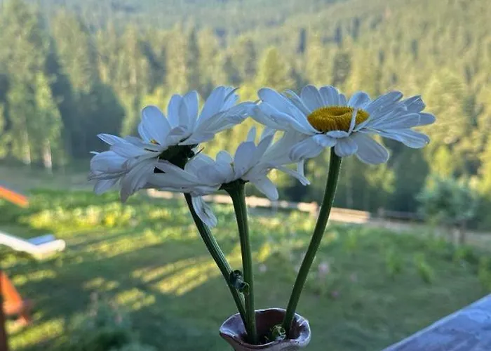 карпатська модринка Vorokhta